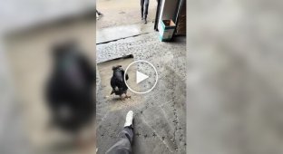 Голубь поговорил по телефону