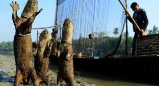 Как в Бангладеш выдры помогают рыбакам ловить рыбу (11 фото)