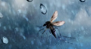 Why Raindrops Don't Kill Mosquitoes? (6 photos)