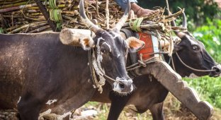 Почему корова священна в Индии? (9 фото)