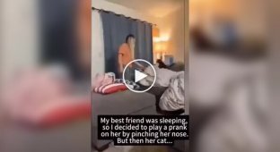 The cat did not allow the girl to make fun of her owner