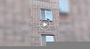 Реакция голубей на отпугиватель птиц