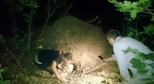 The dog dragged the owner to a pit trap in which a one-year-old shepherd puppy lay (2 photos)