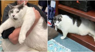 The owners abandoned the cat at the shelter because he was too fat (6 photos + 1 video)