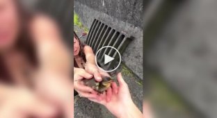 Девушка спасла попавших в беду утят