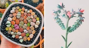 25 plants that seem to have been brought to us from another planet (26 photos)
