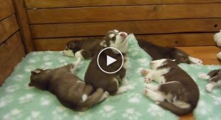 Husky puppy learns to howl like a real dog
