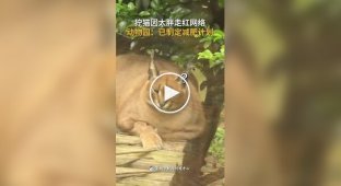 Толстенькие каракалы стали популярны в сети