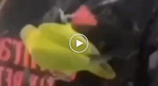 The video was filmed by a girl, and the parrot suffered
