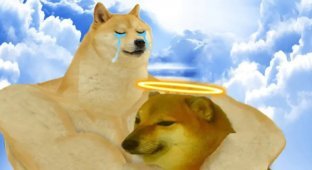 Скончалась сиба-ину по кличке Кабосу, ставшая символом мема Doge и криптовалюты Dogecoin (5 фото + 1 видео)