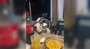 Приколы с собачьими хвостами