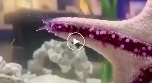 A star walks through the aquarium