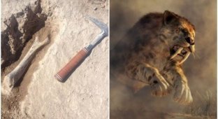 Ученые нашли останки одной из самых больших саблезубых кошек (6 фото)