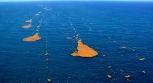 Саргассово море: «плавающая пустыня», которая не имеет конца (4 фото)