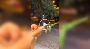 Цикады постоянно писают на прохожих в Китае