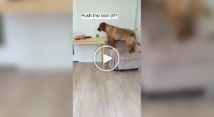 The dog taught the cat to play fetch the ball with him.