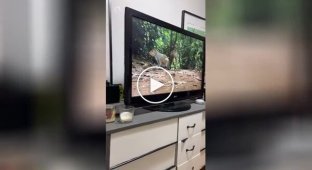 The dog was shocked by the squirrel on TV