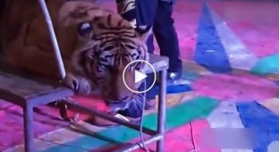 В китайском цирке связали амурского тигра, чтобы посетители могли фотографироваться с ним