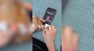 Разблокировка смартфона по отпечатку лапы хомяка