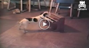 Собака играет на пианино и подпевает