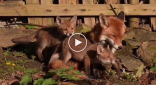 A fox family decided to take a nap