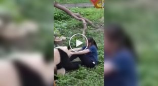 Panda attack on caretaker caught on video