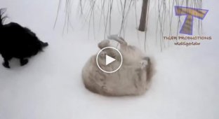 С первым снегом кошки и собаки (подборка)