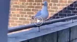 A seagull mimics a dog