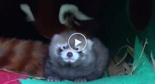 What does a red panda cub look like?