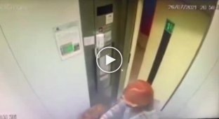 Лифты опасное место для невнимательных владельцев собак