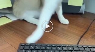 Why you shouldn't let cats on your desktop