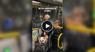 A dog that loves to talk to people on the bus