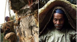 How wild honey hunters work in Nepal (32 photos)