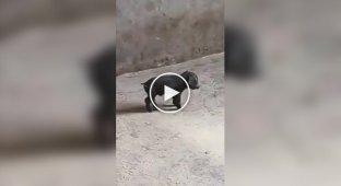 Свиньи боятся черного поросенка