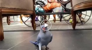 Приветливый попугай