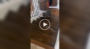 Котенок напугал взрослого пса