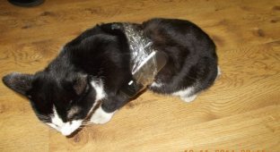 Кошка с контрабандным грузом была найдена в колонии (3 фото)