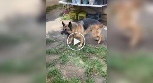 “No need, he’s not worth it!”: a dog calming his violent friend