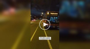 A driver rescued a koala from the road and put it on his bus