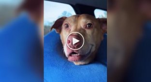 Dogs after anesthesia