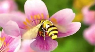 Как пчелы делают мед
