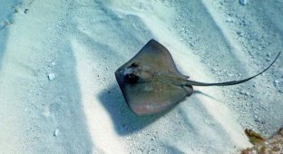What dried stingrays look like (3 photos)