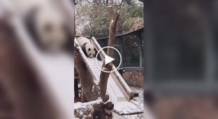 Снігу раді навіть панди