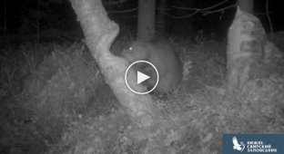 Three minutes in the life of a beaver