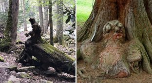 Unusual trees that managed to masterfully pretend to be something else (17 photos)