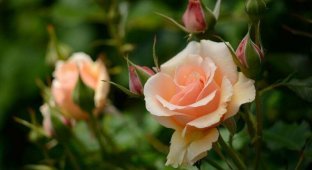 Почему чайная роза так называется? (4 фото)