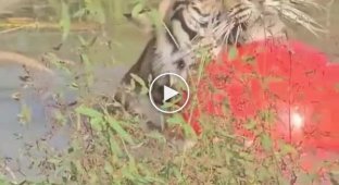 Тигр плавает с большим мячом