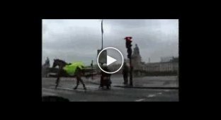 Лошадка, которая сбежала от полицейского