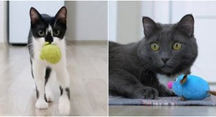 Кошки играют в "принеси", чтобы манипулировать хозяином (4 фото + 1 видео)