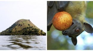 Ньямунини – остров тысячи мышей (8 фото)